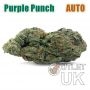 Purple Punch Auto Bulk Marijuana Seeds Wholesale Feminized 100 Cannabis Seeds Cheap Discounted