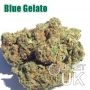 Blue Gelato Bulk Marijuana Seeds Wholesale Feminized 100 Cannabis Seeds Cheap Discounted