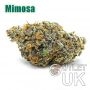 Mimosa Bulk Marijuana Seeds Wholesale Feminized 100 Cannabis Seeds Cheap Discounted