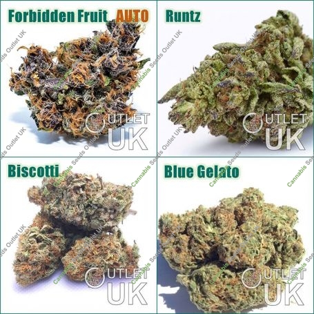 Cheap Bulk Cannabis Seeds - Wholesale Discounted Marijuana Seeds