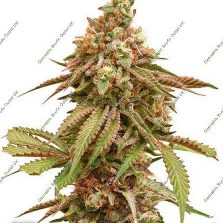 Tropical Tangie Feminized Marijuana Strain by Dutch Passion For Sale Online at Cannabis Seeds Outlet