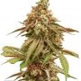 Tropical Tangie Feminized Marijuana Strain by Dutch Passion For Sale Online at Cannabis Seeds Outlet