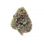 Fast Buds GG4 Sherbet Fast Smoke Buds Weed Ganja Skunk Dope Pot Images Pics Nuggets