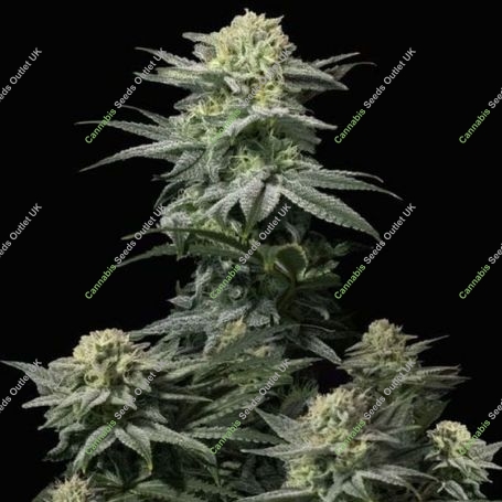GG4 Sherbet Fast Feminized Marijuana Strain by Fast Buds For Sale Online at Cannabis Seeds Outlet