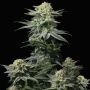 GG4 Sherbet Fast Feminized Marijuana Strain by Fast Buds For Sale Online at Cannabis Seeds Outlet
