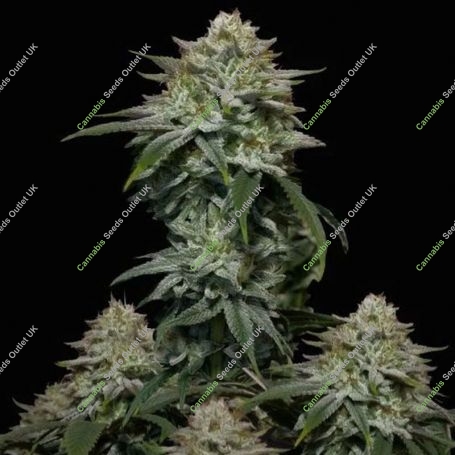 Gorilla Cookies FF Feminized Marijuana Strain by Fast Buds For Sale Online at Cannabis Seeds Outlet