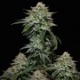 Gorilla Cookies FF Feminized Marijuana Strain by Fast Buds For Sale Online at Cannabis Seeds Outlet