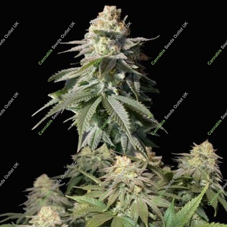 Orange Sherbet FF Feminized Marijuana Strain by Fast Buds For Sale Online at Cannabis Seeds Outlet