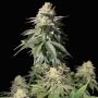 Orange Sherbet FF Feminized Marijuana Strain by Fast Buds For Sale Online at Cannabis Seeds Outlet