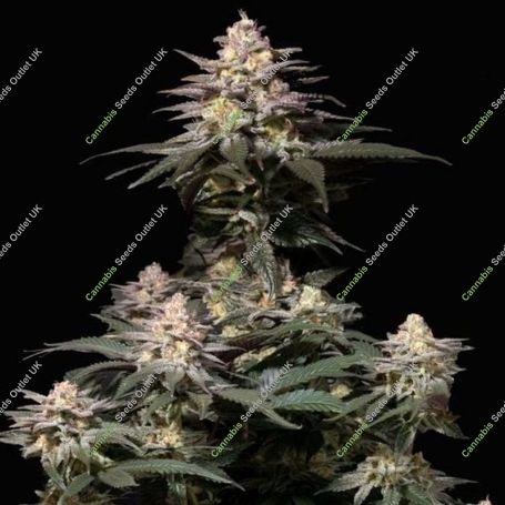 Purple Lemonade FF Feminized Marijuana Strain by Fast Buds For Sale Online at Cannabis Seeds Outlet