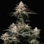 Purple Lemonade FF Feminized Marijuana Strain by Fast Buds For Sale Online at Cannabis Seeds Outlet