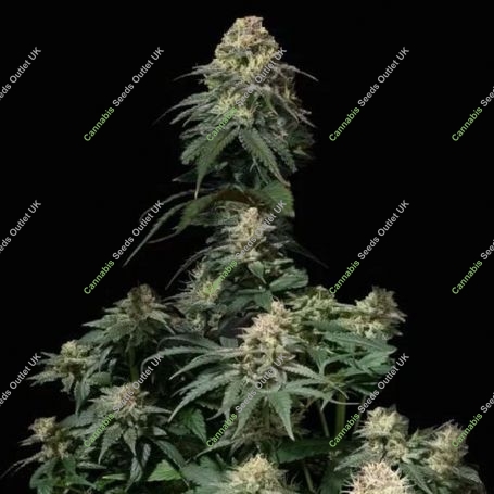 Tropicana Cookies Fast V Feminized Marijuana Strain by Fast Buds For Sale Online at Cannabis Seeds Outlet