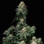 Tropicana Cookies Fast V Feminized Marijuana Strain by Fast Buds For Sale Online at Cannabis Seeds Outlet
