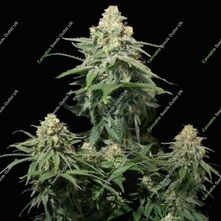 Wedding Cheesecake Fast V Marijuana Strain by Fast Buds For Sale Online at Cannabis Seeds Outlet