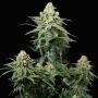 Wedding Cheesecake Fast V Marijuana Strain by Fast Buds For Sale Online at Cannabis Seeds Outlet