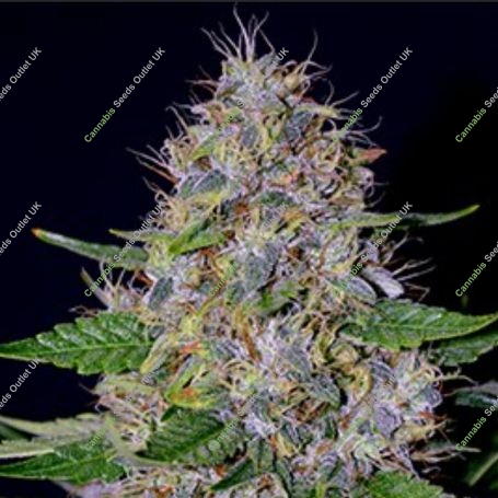 Apple Crumble Feminized Marijuana Strain by G13 Labs For Sale Online at Cannabis Seeds Outlet
