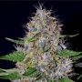 Apple Crumble Feminized Marijuana Strain by G13 Labs For Sale Online at Cannabis Seeds Outlet
