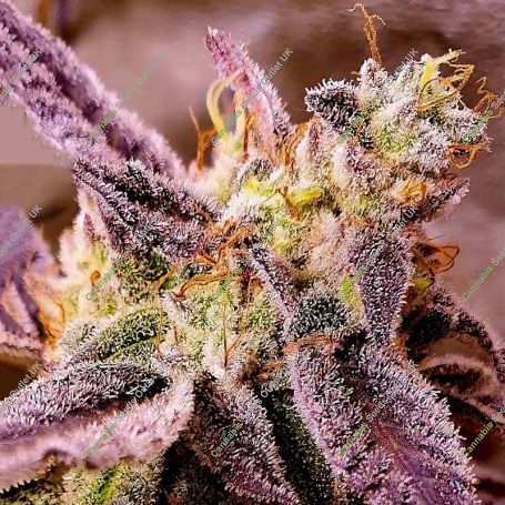Strawberry Oreoz Feminized Marijuana Strain by Holy Smoke Seeds For Sale Online at Cannabis Seeds Outlet