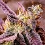 Strawberry Oreoz Feminized Marijuana Strain by Holy Smoke Seeds For Sale Online at Cannabis Seeds Outlet