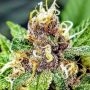 Strawberry Oreoz Feminized by Holy Smoke Seeds THC Content Potency Strength CBD Height Yield Flowering Time Indica Sativa Geneti