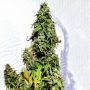 Strawberry Diesel Feminized by Holy Smoke Seeds THC Content Potency Strength CBD Height Yield Flowering Time Indica Sativa Genet