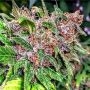 Strawberry Diesel Feminized Marijuana Strain by Holy Smoke Seeds For Sale Online at Cannabis Seeds Outlet