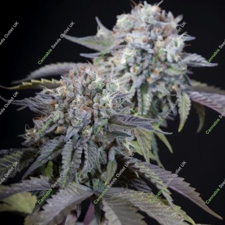 Gulupa Feminized Marijuana Strain by Paradise Seeds For Sale Online at Cannabis Seeds Outlet