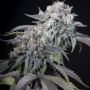 Gulupa Feminized Marijuana Strain by Paradise Seeds For Sale Online at Cannabis Seeds Outlet