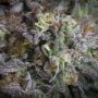 Gulupa Feminized by Paradise Seeds THC Content Potency Strength CBD Height Yield Flowering Time Indica Sativa Genetics