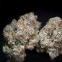 Paradise Seeds Caramba Smoke Buds Weed Ganja Skunk Dope Pot Images Pics Nuggets