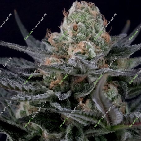 Caramba Feminized Marijuana Strain by Paradise Seeds For Sale Online at Cannabis Seeds Outlet