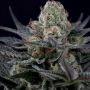 Caramba Feminized Marijuana Strain by Paradise Seeds For Sale Online at Cannabis Seeds Outlet