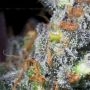 Caramba Feminized by Paradise Seeds THC Content Potency Strength CBD Height Yield Flowering Time Indica Sativa Genetics