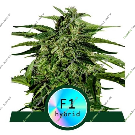 Apollo F1 Auto Feminized Marijuana Strain by Royal Queen Seeds For Sale Online at Cannabis Seeds Outlet