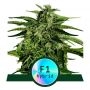 Apollo F1 Auto Feminized Marijuana Strain by Royal Queen Seeds For Sale Online at Cannabis Seeds Outlet