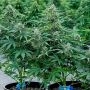 Apollo F1 Auto Feminized by Royal Queen Seeds THC Content Potency Strength CBD Height Yield Flowering Time Indica Sativa Genetic