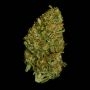Milkyway F1 Auto Feminized by Royal Queen Seeds THC Content Potency Strength CBD Height Yield Flowering Time Indica Sativa Genet