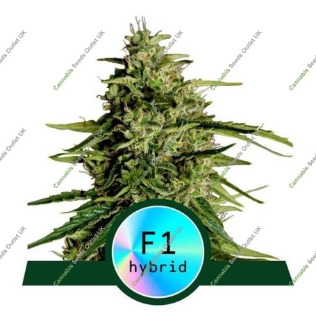 Milkyway F1 Auto Feminized Marijuana Strain by Royal Queen Seeds For Sale Online at Cannabis Seeds Outlet