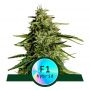 Milkyway F1 Auto Feminized Marijuana Strain by Royal Queen Seeds For Sale Online at Cannabis Seeds Outlet