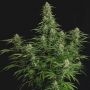 Royal Queen Seeds Milkyway F1 Auto Smoke Buds Weed Ganja Skunk Dope Pot Images Pics Nuggets