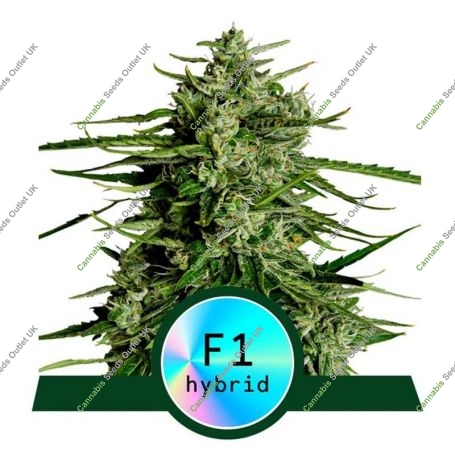 Titan F1 Auto Feminized Marijuana Strain by Royal Queen Seeds For Sale Online at Cannabis Seeds Outlet