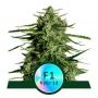 Titan F1 Auto Feminized Marijuana Strain by Royal Queen Seeds For Sale Online at Cannabis Seeds Outlet