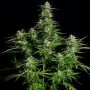 Titan F1 Auto Feminized by Royal Queen Seeds THC Content Potency Strength CBD Height Yield Flowering Time Indica Sativa Genetics