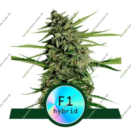 Orion F1 Auto Feminized Marijuana Strain by Royal Queen Seeds For Sale Online at Cannabis Seeds Outlet