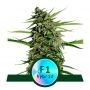 Orion F1 Auto Feminized Marijuana Strain by Royal Queen Seeds For Sale Online at Cannabis Seeds Outlet
