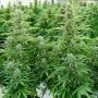 Orion F1 Auto Feminized by Royal Queen Seeds THC Content Potency Strength CBD Height Yield Flowering Time Indica Sativa Genetics