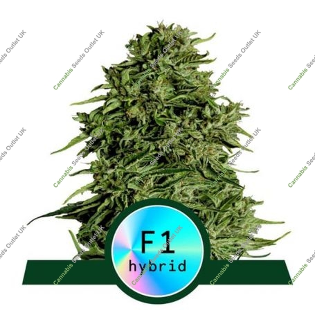 Cosmos F1 CBD Auto Feminized Marijuana Strain by Royal Queen Seeds For Sale Online at Cannabis Seeds Outlet