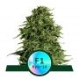 Cosmos F1 CBD Auto Feminized Marijuana Strain by Royal Queen Seeds For Sale Online at Cannabis Seeds Outlet