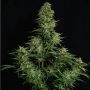 Cosmos F1 CBD Auto Feminized by Royal Queen Seeds THC Content Potency Strength CBD Height Yield Flowering Time Indica Sativa Gen