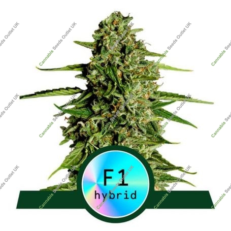 Medusa F1 Auto Feminized Marijuana Strain by Royal Queen Seeds For Sale Online at Cannabis Seeds Outlet